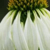 ECHINACEA Purpurea 'White Swan'