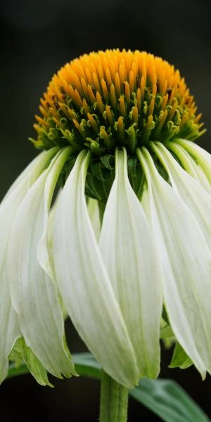 ECHINACEA Purpurea 'White Swan' 1 ECHINACEA Purpurea 'White Swan'