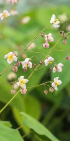 Featured Products -PerennialPop Shop epimedium pubigerum 3240201