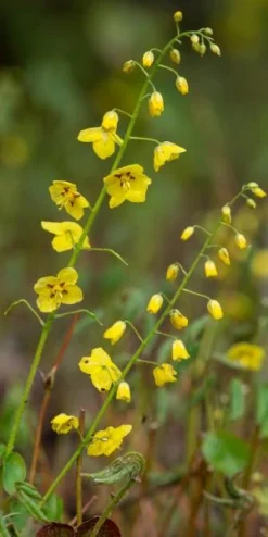 Featured Products -PerennialPop Shop epimedium x perralchicum frohnleiten 4010751