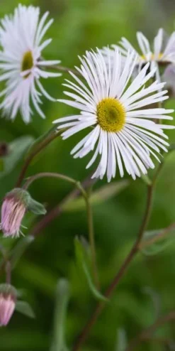ERIGERON 'Sommerneuschnee'