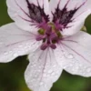 ERODIUM 'Felicity'