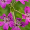 ERODIUM Manescavii