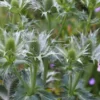 ERYNGIUM Giganteum