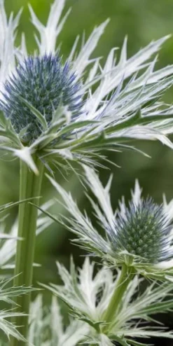 ERYNGIUM X Oliverianum -PerennialPop Shop eryngium oliverianum 6220256