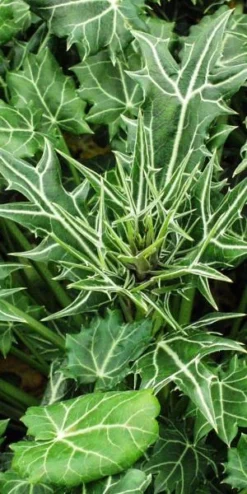 ERYNGIUM Variifolium -PerennialPop Shop eryngium variifolium 2