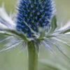 ERYNGIUM X Zabelii 'Jos Eijking'
