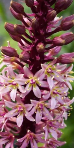EUCOMIS Comosa 'Sparkling Burgundy' -PerennialPop Shop eucomis comosa sparkling burgundy 2