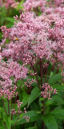 EUTROCHIUM Purpureum 'Baby Joe' PBR