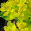 EUPHORBIA Epithymoides (polychroma)