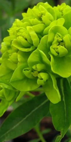 EUPHORBIA Palustris 'Walenburg's Glorie'