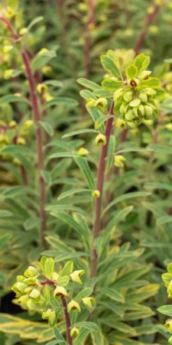EUPHORBIA X Martinii 'Ascot Rainbow' PBR -PerennialPop Shop euphorbia x martinii ascot rainbow 3040566