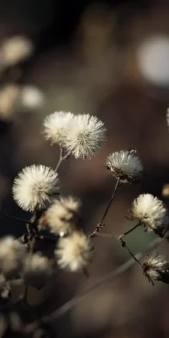 EURYBIA Divaricata -PerennialPop Shop eurybia divaricata 010220