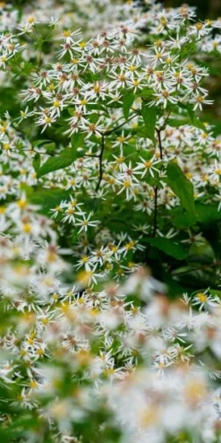 EURYBIA Divaricata -PerennialPop Shop eurybia divaricata 8280207