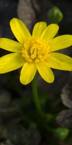 FICARIA Verna 'Brazen Child' -PerennialPop Shop ficaria verna brazen child 2130699 2