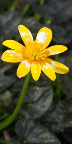 FICARIA Verna 'Fried Egg' -PerennialPop Shop ficaria verna fried egg 2070552