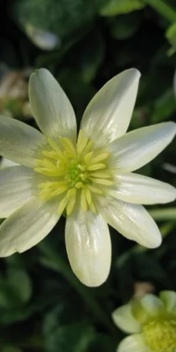 FICARIA Verna 'Salmon's White' 5 FICARIA Verna 'Salmon's White' -PerennialPop Shop ficaria verna salmon s white