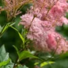FILIPENDULA Rubra 'Venusta'