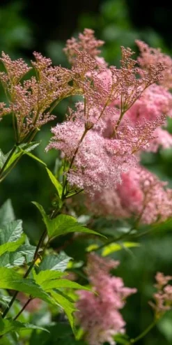 FILIPENDULA Rubra 'Venusta'