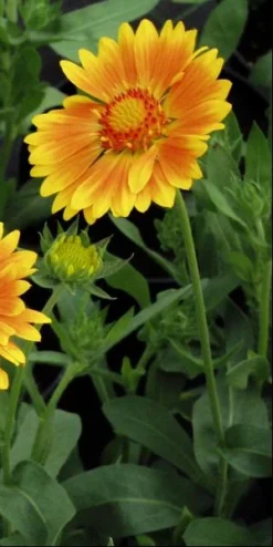 GAILLARDIA 'ST. Clements' (Oranges And Lemons) PBR