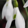 GALANTHUS 'Atkinsii'