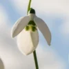 GALANTHUS Elwesii 'Helen Tomlinson'