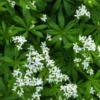 GALIUM Odoratum