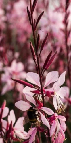 OENOTHERA Rosy Shimmers ('Harshim' PBR) (G) 5 OENOTHERA Rosy Shimmers ('Harshim' PBR) (G) -PerennialPop Shop gaura rosy shimmers 9240057 4