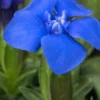 GENTIANA Verna