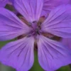 GERANIUM Malviflorum