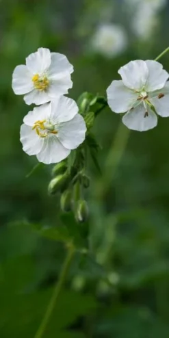 GERANIUM Phaeum 'Album'