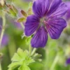 GERANIUM X Magnificum