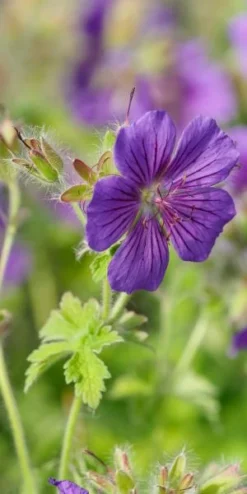 GERANIUM X Magnificum