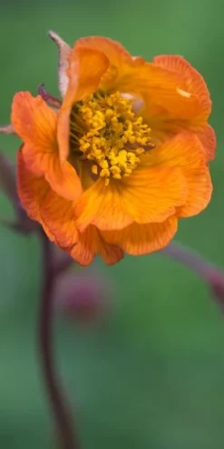GEUM 'Hannay's