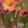 GEUM 'Mango Lassi'