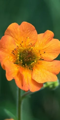 Front Page -PerennialPop Shop geum totally tangerine 7300057