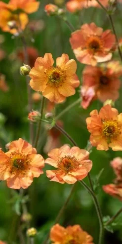 Front Page 29 GEUM 'Totally Tangerine' PBR