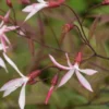 GILLENIA Trifoliata 'Pink Profusion'