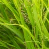 HAKONECHLOA Macra