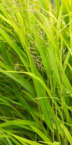 HAKONECHLOA Macra