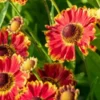 HELENIUM Autumnale 'Bandera'