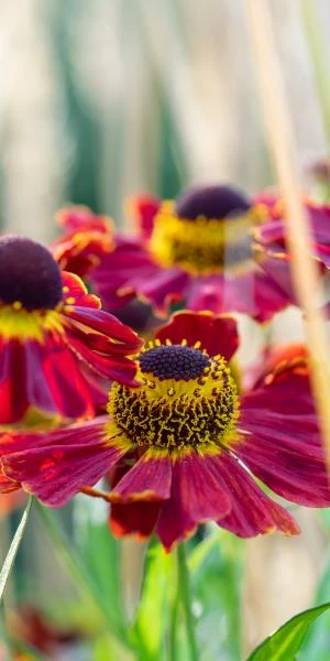 HELENIUM 'Dauerbrenner' 2 HELENIUM 'Dauerbrenner' - Image 2