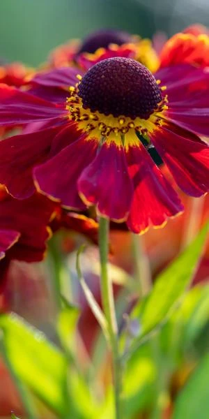 HELENIUM 'Dauerbrenner' 1 HELENIUM 'Dauerbrenner'