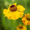 HELENIUM 'El Dorado'