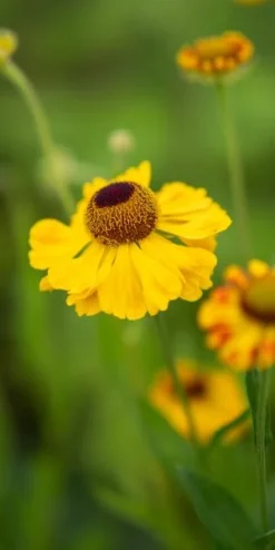 HELENIUM 'El Dorado'
