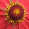 HELENIUM 'Mahagoni'