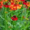HELENIUM 'Moerheim Beauty'