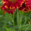 HELENIUM 'Vicky'