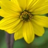 HELIANTHUS Giganteus