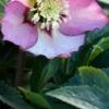 HELLEBORUS Orientalis 'Magic Apricot' (Magic Collection)